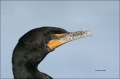 Florida;Southeast-USA;Double-crested-Cormorant;Phalacrocorax-auritus;Double-cres